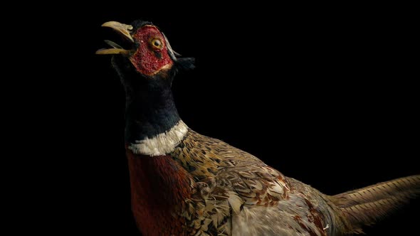 Taxidermy Pheasant Bird