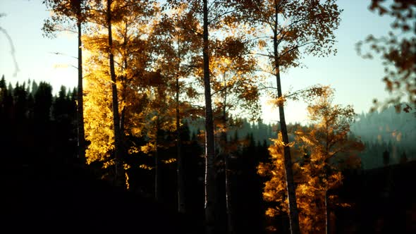 Mountain Autumn Landscape with Yellow Forest