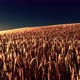 Golden Wheat Field at Sunset - VideoHive Item for Sale