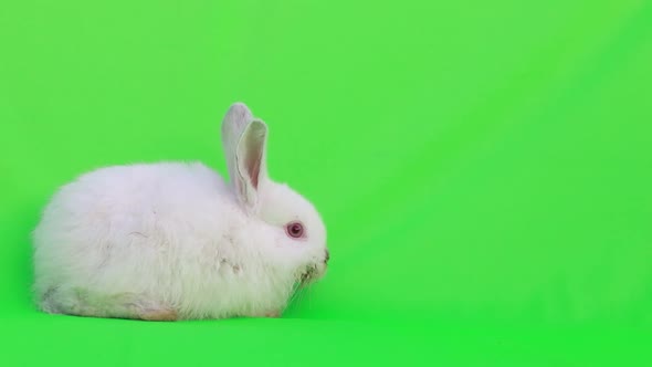 White little rabbit. Easter holiday