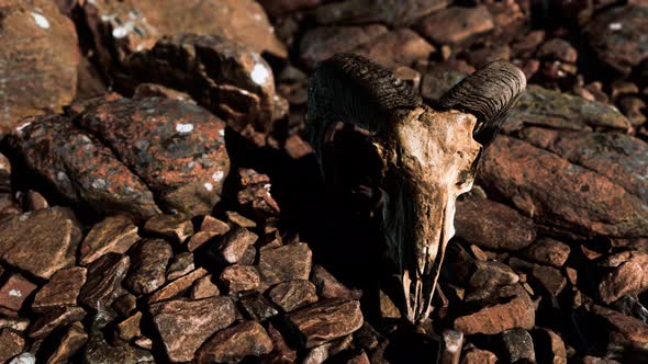 Ram Skull on Desert Rocks