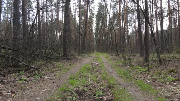 Road in the Forest During the Day Slow Motion