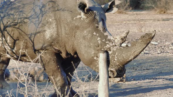 A White Rhinoceros Covered In Mud Scratching And Sharpening Its Horn On A Wood Stump In Khama Rhino