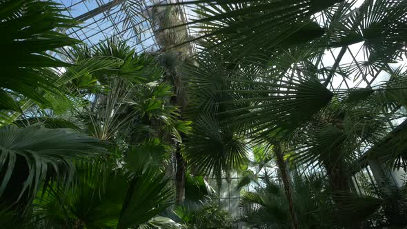 Palm trees in a greenhouse