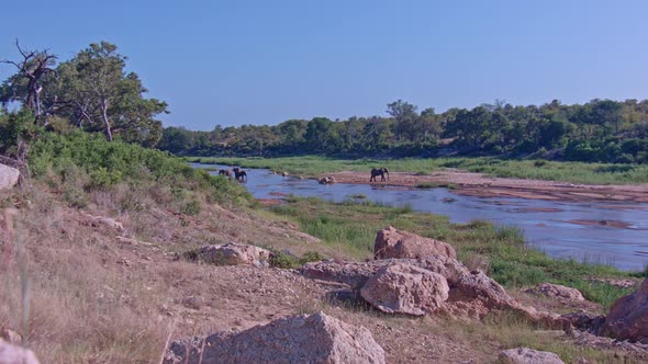 Elephants by the Klaserie River III