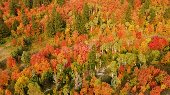 Flying over a forest with the trees turning their fall colors