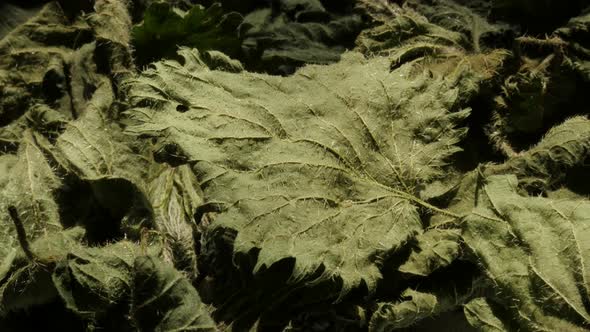Common nettle Urtica dioica leaves 4K pan video