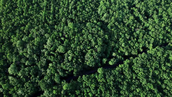 Aerial View Summer Forest