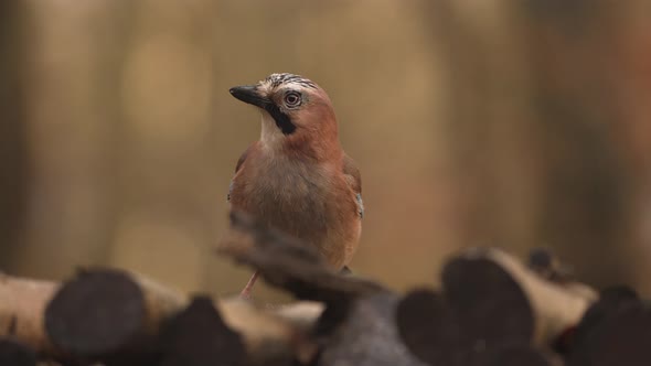 Frontal shot of Eurasian Jay sitting still on wood stack; shallow depth