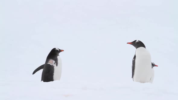 Gentoo Penguins in Antarctica