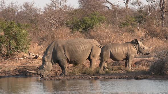 A Southern White Rhino and her calf stop for a drink from the waterhole in the African wilderness.