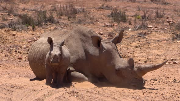 South Africa White Rhino Baby One Of Big Five Animal