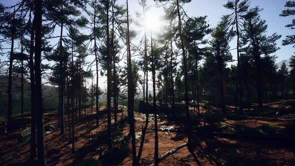 Nordic Pine Forest in Evening Light