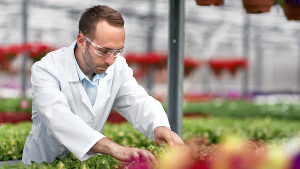 Male Agricultural Engineer Wet Plant Seedling Making Science Researching at Greenhouse Laboratory