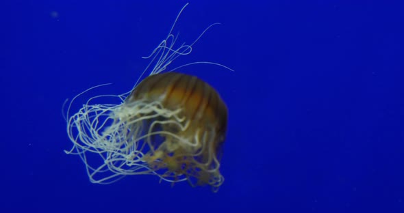 Japanese Sea Nettle, chrysaora pacifica, real time 4K