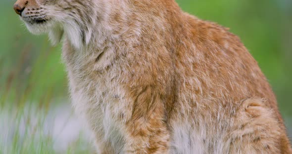 Close-up of European Lynx Sitting in the Forest