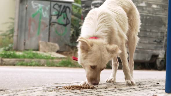 Footage of a stray ownerless white dog, eating croquettes dog food outdoors on street, slow motion s