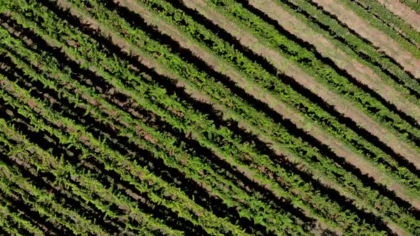 Aerial view of vineyard in Georgia. showing beautiful rows and landscape.