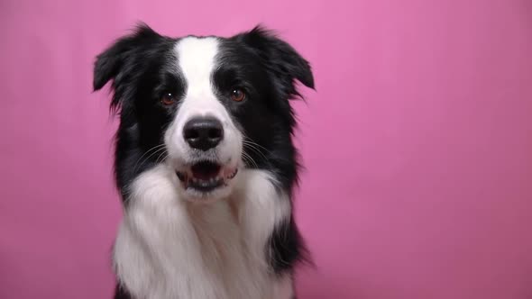 Funny Portrait of Cute Puppy Dog Border Collie Barking Isolated on Pink Colorful Background