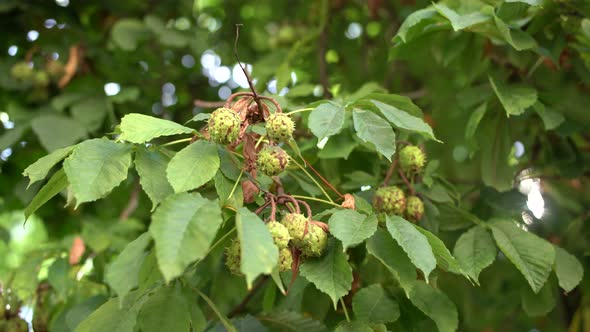 Thorny Horse Chestnuts Grow on Tree Branches