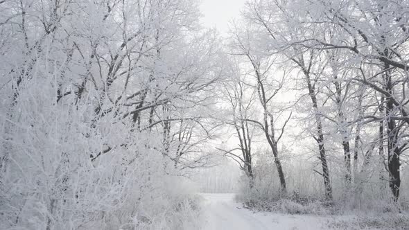 Walk Through the Winter Forest with Snowcovered Trees on a Beautiful Frosty Morning