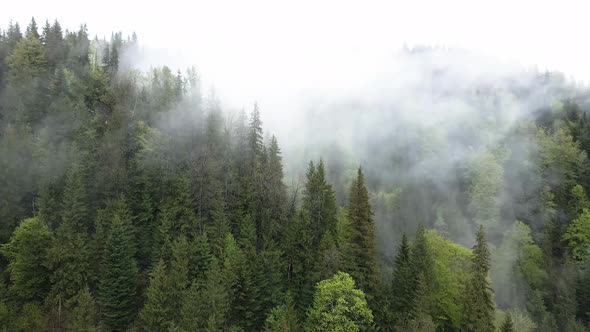 Ukraine, Carpathians: Fog in the Mountains. Aerial.