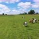 Cows and Calves Run on Wide Green Meadow Frightened By Drone - VideoHive Item for Sale