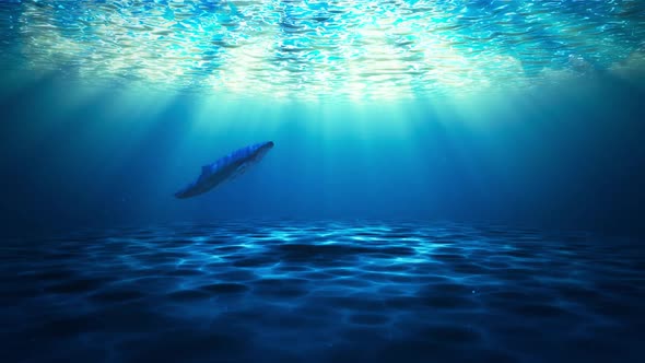 Under Water Whale Swimming alt