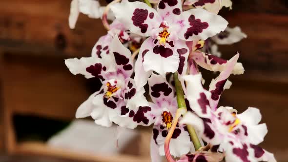 Branches With Spotted Orchids 