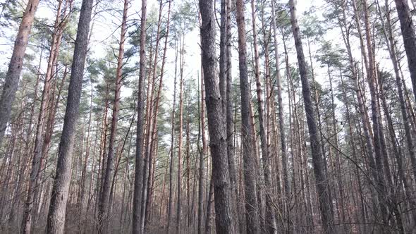 Trees in a Pine Forest During the Day Aerial View