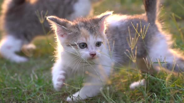 Cute Persian Kitten Walking In The Park