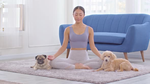 Beautiful Asian woman practice yoga lotus pose with dog pug breed and poodle relax with yoga