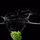 Grape Water Splash - VideoHive Item for Sale