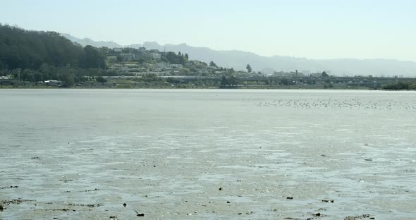 Wide shot of the east shore of the San Francisco Bay at low tide. A flock of Sandpipers fly across t