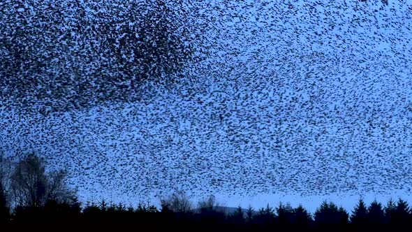 Thousands of European starlings murmuration against the cold winter's evening sky in Cumbria before