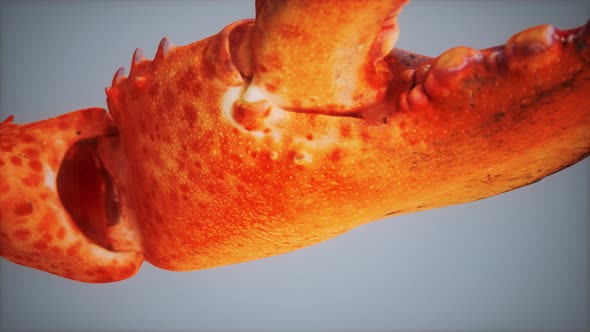 Lobster Claw in Macro