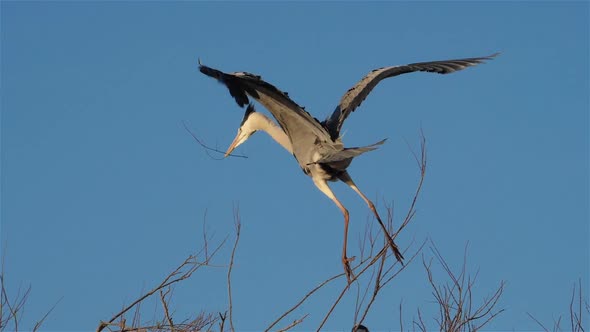 Grey heron, Ardea cinerea, Camargue, France