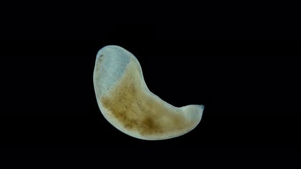 Flatworm Plagiostomum Lemani Under the Microscope Class Turbellaria