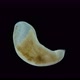 Flatworm Plagiostomum Lemani Under the Microscope Class Turbellaria - VideoHive Item for Sale