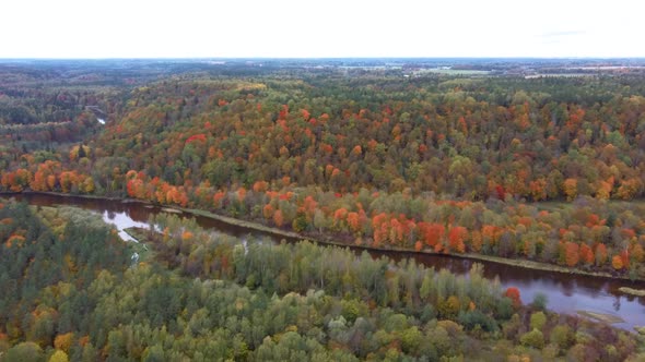 Autumn Landscape View of the Gauja River by Forests Colorful Bright Yellow Orange and Green Trees