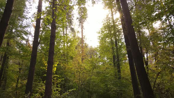 Autumn Forest Landscape with Trees By Day