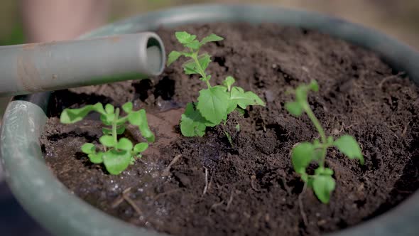 Close-up. The Process of Planting Plant Pots in Pots. Green Seedlings Are Planted in the Prepared