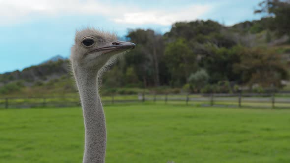 Ostrich Bird Head and Neck Front Portrait in the Park