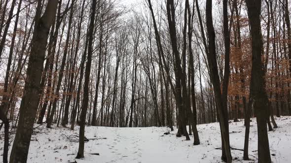 Walking through forest, Winter season