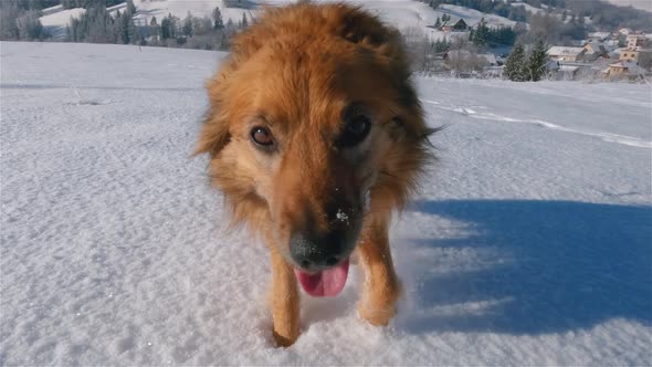 Cute Brown Dog Run Towards Camera in Winter Nature