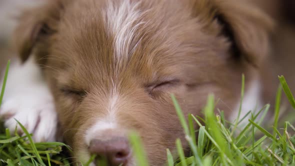 A Cute Little Puppy Sleeps on Grass  Closeup