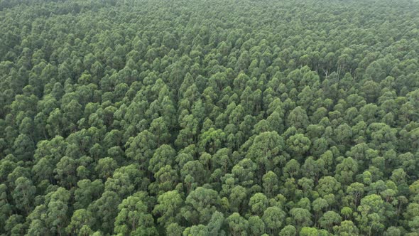 Tropical Forest Aerial