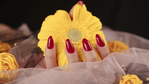 From Above of Crop Anonymous Women with Trendy Red Manicure Holds in His Hands Bright Yellow Gerbera