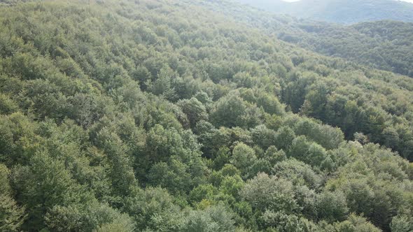 Trees in the Mountains Slow Motion. Aerial View of the Carpathian Mountains in Autumn. Ukraine