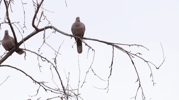 A lone dove is joined by a friend on a tree limb.